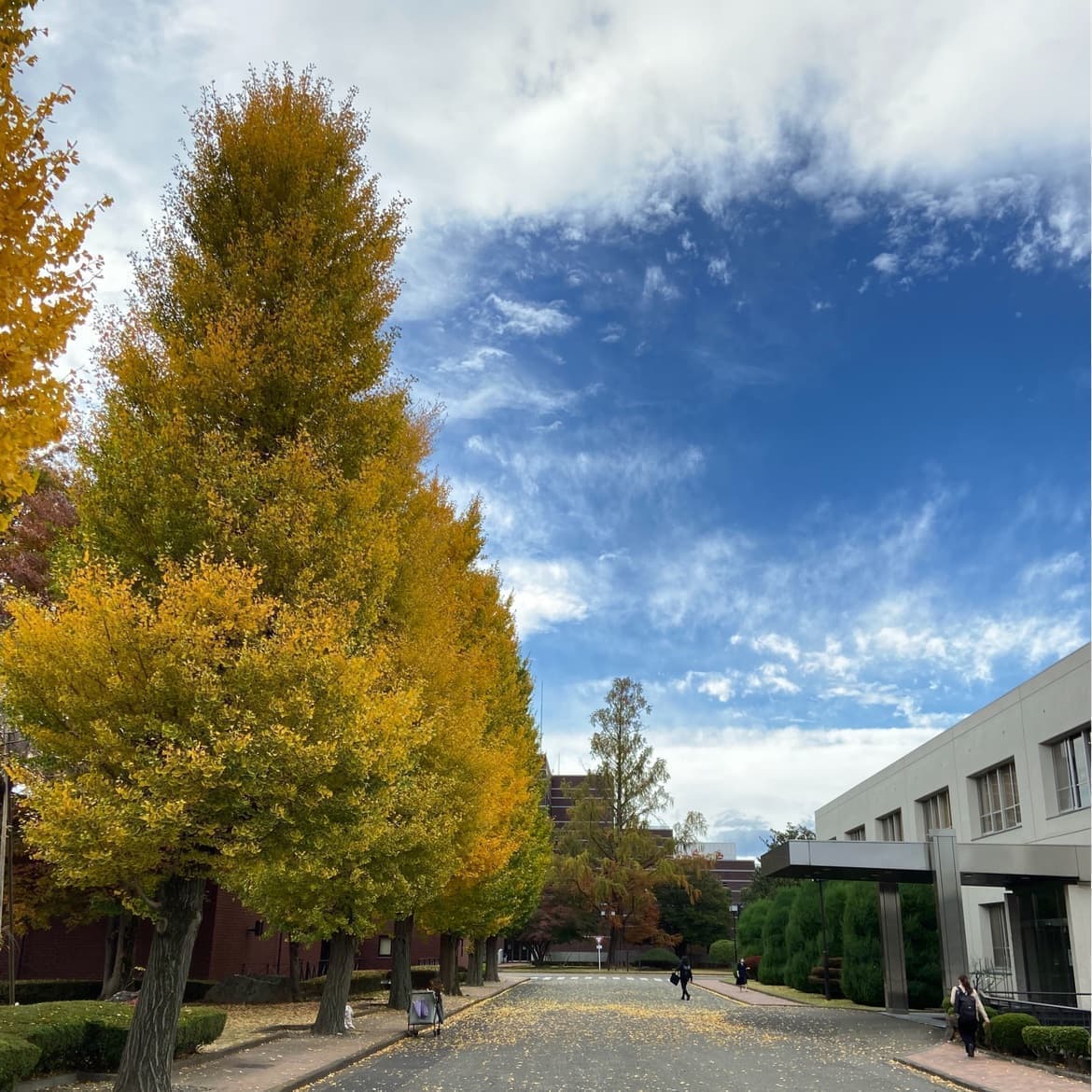 国立音楽大学教養科目
